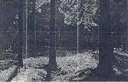 Inmitten Des Waldes : Promo'04